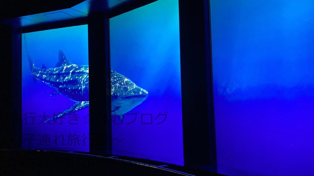DMMかりゆし水族館の体験ブログ