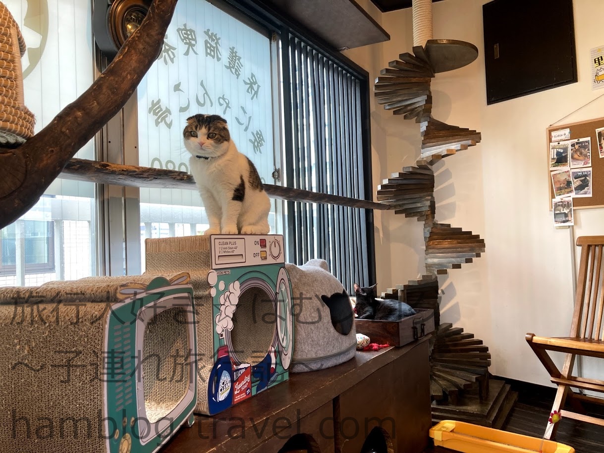 池袋近くの猫カフェに子どもと行ってきました！猫カフェ体験ブログ