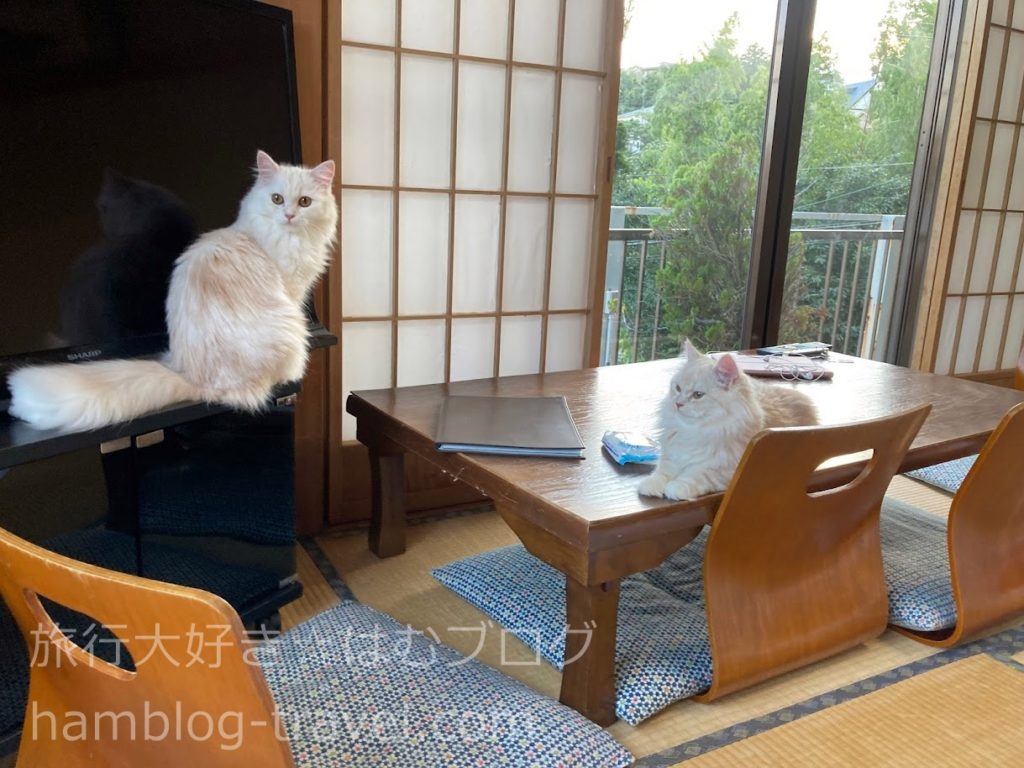 猫 と 泊まれる 宿 神奈川
