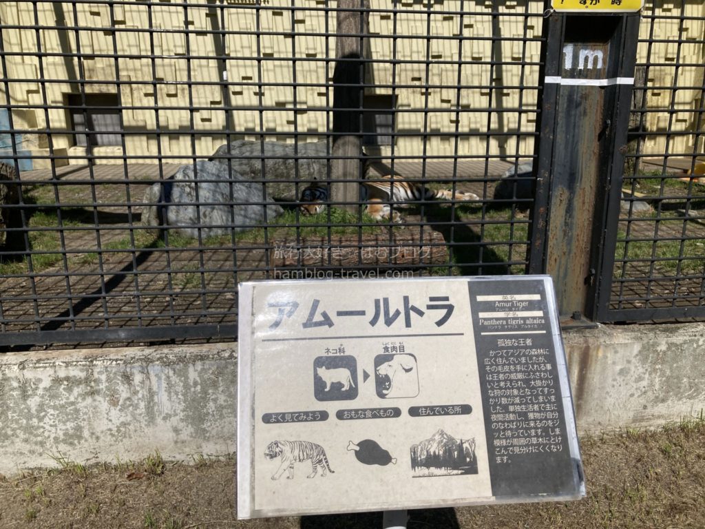 釧路市動物園おすすめの動物