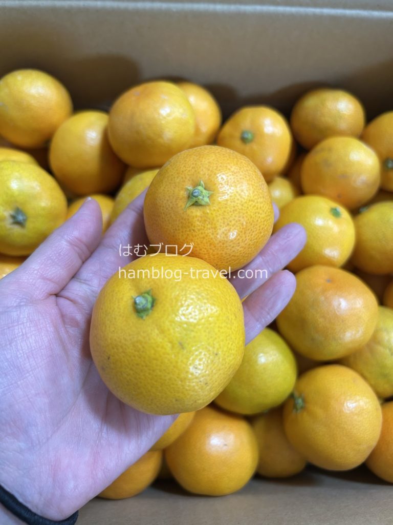 ふるさと納税 みかん